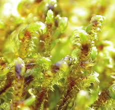 Attēlu rezultāti vaicājumam “Hamatocaulis vernicosus”