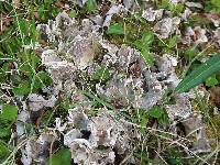 Attēlu rezultāti vaicājumam “Peltigera extenuata”