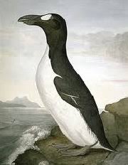 Image result for Pinguinus impennis