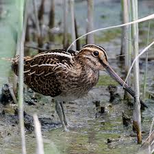 Image result for Gallinago gallinago