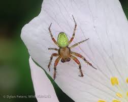 Attēlu rezultāti vaicājumam “Araniella male”