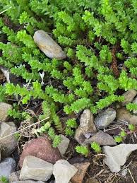 Attēlu rezultāti vaicājumam “Sedum acre leaf”