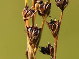 Attēlu rezultāti vaicājumam “Juncus alpinoarticulatus fruit”