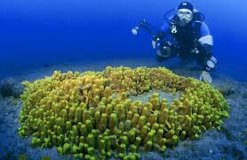 Image result for Canary Divers