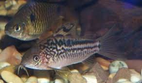 Attēlu rezultāti vaicājumam “Comatricha elegans stalked”