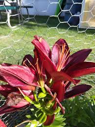 Image result for Astrantia majon `Abbey Road`