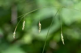 Attēlu rezultāti vaicājumam “Carex sylvatica flower”
