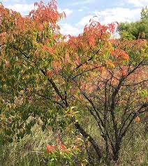 Attēlu rezultāti vaicājumam “Prunus (plum-tree)”