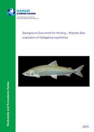 Image result for Coregonus oxyrinchus