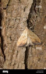 Attēlu rezultāti vaicājumam “Evergestis extimalis”