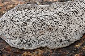 Attēlu rezultāti vaicājumam “Datronia mollis”