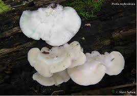 Attēlu rezultāti vaicājumam “Postia tephroleucus”