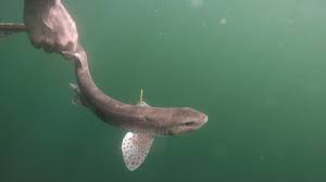 Image result for Scyliorhinus canicula