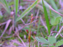 Attēlu rezultāti vaicājumam “Juncus squarrosus fruit”