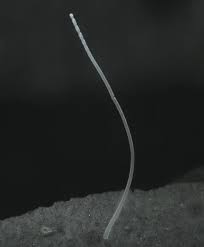 Attēlu rezultāti vaicājumam “Diderma testaceum macro”