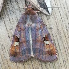 Attēlu rezultāti vaicājumam “Diarsia brunnea”