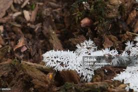 Attēlu rezultāti vaicājumam “Ceratiomyxa fruticulosa”