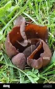 Attēlu rezultāti vaicājumam “Peziza badia”