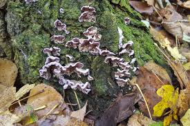 Attēlu rezultāti vaicājumam “Chondrostereum purpureum”