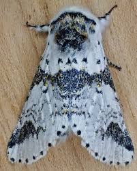 Attēlu rezultāti vaicājumam “Notodontidae”