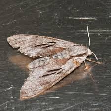 Attēlu rezultāti vaicājumam “Sphinx pinastri”