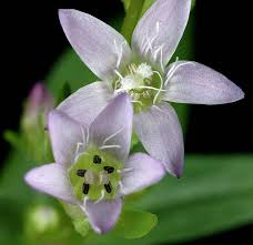 Attēlu rezultāti vaicājumam “Gentianella amarella”