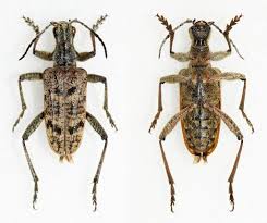 Attēlu rezultāti vaicājumam “Rhagium inquisitor”