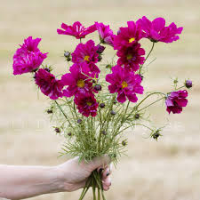 Image result for Cosmos bipinnatus `Double Click`