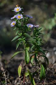 Attēlu rezultāti vaicājumam “Symphyotrichum x salignum”