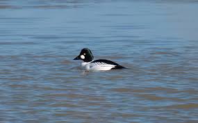 Attēlu rezultāti vaicājumam “Bucephala clangula”