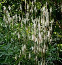 Image result for Silberkerze