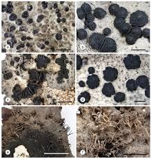 Attēlu rezultāti vaicājumam “Hypocenomyce friesii”