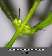 Attēlu rezultāti vaicājumam “Callitriche cophocarpa”