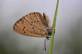 Attēlu rezultāti vaicājumam “Maculinea alcon”