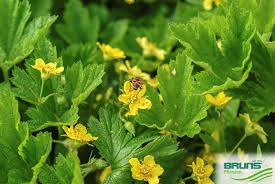 Attēlu rezultāti vaicājumam “Waldsteinia geoides”