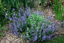 Attēlu rezultāti vaicājumam “Nepeta x faassenii”