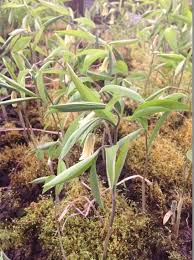 Attēlu rezultāti vaicājumam “Lycogala maculatum sessile”