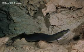 Image result for Anguilla rostrata