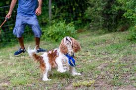 Image result for Cavalier Badminton Club
