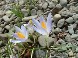 Attēlu rezultāti vaicājumam “Crocus vernus subsp. vernus flower”