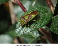 Attēlu rezultāti vaicājumam “Acanthosoma haemorrhoidale imago”