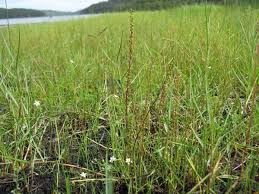 Attēlu rezultāti vaicājumam “Triglochin palustre fruit”