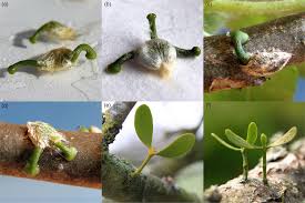 Attēlu rezultāti vaicājumam “Viscum album female flower”