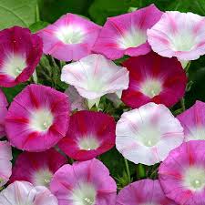 Image result for Prunkwinde