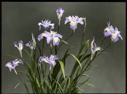 Attēlu rezultāti vaicājumam “Iridaceae”