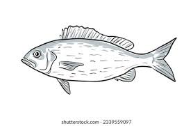 Image result for Rhomboplites aurorubens