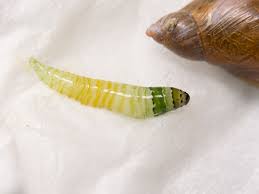 Attēlu rezultāti vaicājumam “Leucochloridium paradoxum”