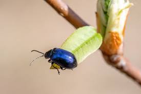 Attēlu rezultāti vaicājumam “Agelastica alni”