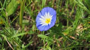 Image result for Convolvulus tricolor
