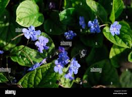Attēlu rezultāti vaicājumam “Omphalodes verna flower”